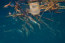 Bigfin reef squid (Sepioteuthis lessoniana) group gathering under garbage for protection during the day. LongDong, Taiwan, Pacific Ocean.