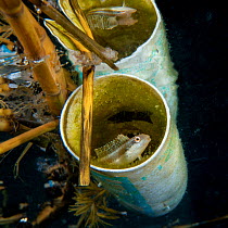 Wolf fangbelly (Petroscirtes lupus) hiding in plastic waste drifting out in the open sea, just below the surface. This is a species of combtooth blenny often found around coral reefs in the western Pa...