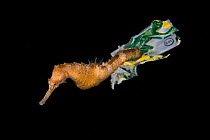 Tiger tail seahorse (Hippocampus comes) riding on plastic waste in Balayan Bay from Anilao, the municipality of Mabini, Batangas, the Philippines.