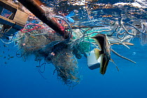 Longfin batfish (Platax teira) hiding under trash, old fishnet and plastic waste. Sri Lanka, Indian Ocean.