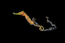Thorny seahorse (Hippocampus histrix) juvenile riding plastic debris in open ocean. Balayan Bay, Luzon Island, Philippines. Indo Pacific. Vulnerable species.