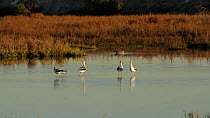 Four American avocets (Recurvirostra americana) briefly engaging in teritorial dispute, Bolsa Chica Ecological Reserve, Southern California, USA, January.