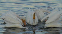American white pelicans (Pelecanus erythrorhynchos) foraging cooperatively to herd and capture prey, Bolsa Chica Ecological Reserve, Southern California, USA, October.