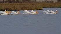 American white pelicans (Pelecanus erythrorhynchos) foraging cooperatively to herd and capture prey. A Brown pelican (Pelecanus occidentalis) dives in the background, Bolsa Chica Ecological Reserve, S...