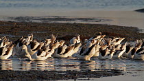 American avocets (Recurvirostra americana) foraging in a tidal basin, Bolsa Chica Ecological Reserve, Southern California, USA, October.