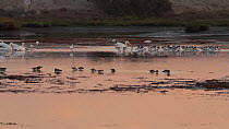 American avocets (Recurvirostra americana) and American white pelicans (Pelecanus erythrorhynchos) foraging in a tidal basin at sunset, Bolsa Chica Ecological Reserve, Southern California, USA, Octobe...