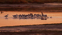 American avocets (Recurvirostra americana) foraging in a tidal basin at sunset, Bolsa Chica Ecological Reserve, Southern California, USA, October.
