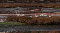 Group of American white pelicans (Pelecanus erythrorhynchos) resting and preening at their day roost, while a flock of Western sandpipers (Calidris mauri) take flight in the background, Bolsa Chica Ec...