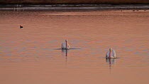 Two American white pelicans (Pelecanus erythrorhynchos) foraging in a tidal basin at sunset, Bolsa Chica Ecological Reserve, Southern California, USA, December.