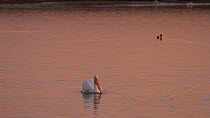 American white pelican (Pelecanus erythrorhynchos) foraging in a tidal basin at sunset, Bolsa Chica Ecological Reserve, Southern California, USA, December.
