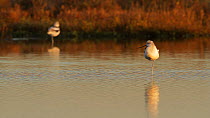 Two American avocets (Recurvirostra americana) in a tidal basin, one becomes alert to an aerial threat, Bolsa Chica Ecological Reserve, Southern California, USA, December.