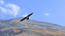 Adult Lammergeier or Bearded vulture (Gypaetus barbatus) soaring over the high valleys of the Monte Perdido y Ordessa National Park, Huesca, Aragon, Spain, September.