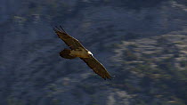 Adult Lammergeier or Bearded vulture (Gypaetus barbatus) soaring over the high valleys of the Monte Perdido y Ordessa National Park, Huesca, Aragon, Spain, September.
