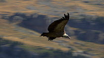 Eurasian griffon vulture (Gyps fulvus) soaring over the valleys of the Monte Perdido y Ordessa National Park, Huesca, Aragon, Spain, September.