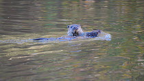 Adult female European otter (Lutra lutra) swimming with her young pup attempting to ride on her back before they both dive under, River Stour, Dorset, UK, September.