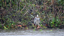 Grey heron (Ardea cinerea) standing on rivers edge in heavy rain, swallowing a small Pike (Esox lucius),River Stour, Dorset, UK, September.