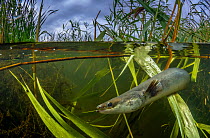 A European eel (Anguilla Anguilla) swims amongst reeds in a wetland in Gloucestershire, England. The European eel is critically endangered and one of the most trafficked species on the planet.