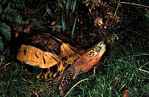Indo-Chinese box turtle (Cuora galbinifrons), Captive, native to China, Vietnam and Laos. Germany.