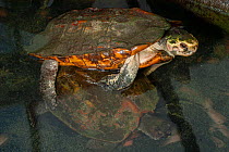 Sulawesi forest turtle (Leucocephalon yuwonoi), captive breeding program at Allwetterzoo Muenster, Germany.