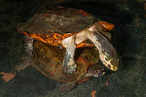 Sulawesi forest turtle (Leucocephalon yuwonoi), captive breeding program at Allwetterzoo Muenster, Germany.