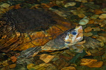 Sulawesi forest turtle (Leucocephalon yuwonoi) swimming with head above water, captive breeding program at Allwetterzoo Muenster, Germany.