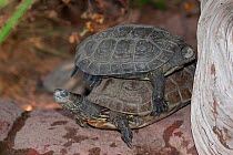 Mediterranean pond turtles (Mauremys leprosa), one on top of the other, captive, France.