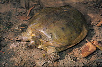 Senegal soft-shelled turtle (Cyclanorbis senegalensis), captive.