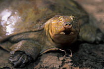 Senegal soft-shelled turtle (Cyclanorbis senegalensis), captive.