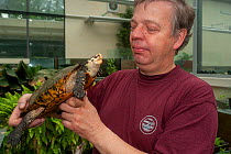 Critically endangered Sulawesi forest turtle (Leucocephalon yuwonoi) being held by Elmar Maier, curator of the captive breeding facility for rare turtles, Allwetterzoo Muenster, Germany. Editorial use...