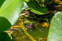 Chinese pond turtle (Mauremys reevesii) in pond, captive, Corsica.