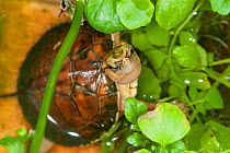 Yellow-headed box turtle (Cuora aurocapitata) among leaves, captive, Germany.