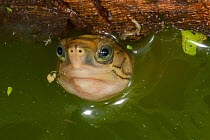 Yellow-headed box turtle (Cuora aurocapitata) with head above water, captive, Germany.