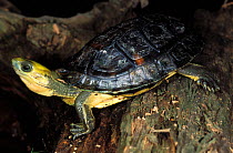 Yellow-headed box turtle (Cuora aurocapitata), captive, Germany.