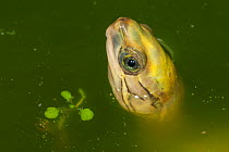 Yellow-headed box turtle (Cuora aurocapitata) with head above water, captive, Germany.