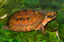 Chinese three-striped box turtle (Cuora trifasciata) hybrid, captive, Corsica.