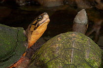 Chinese three striped box turtle(Cuora trifasciata) hybrid, captive, Germany.