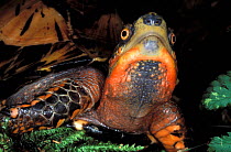 Indo-Chinese box turtle (Cuora galbinifrons) close up of chin and neck. Captive, native to China, Vietnam and Laos. Germany.