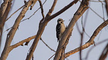 Downy woodpecker (Picoides pubescens) pecking on branch as it searches for insects, Bolsa Chica Ecological Reserve, Southern California, USA, January.