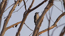 Downy woodpecker (Picoides pubescens) pecking on branch as it searches for insects inside, Bolsa Chica Ecological Reserve, Southern California, USA, January.
