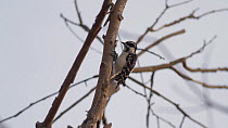 Downy woodpecker (Picoides pubescens) pecking and probes the cavity it created with its beak, finally retreaving a grub from inside the branch of a eucalyptus tree, Bolsa Chica Ecological Reserve, Sou...