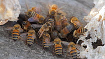 Honey bee (Apis mellifera) foragers returning to their hive as others depart, guard bees guarding the entrance. Bolsa Chica Ecological Reserve, Southern California, USA, July.