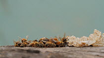 Honey bee (Apis mellifera) foragers returning to their hive as others depart, guard bees clean the hive entrance, Bolsa Chica Ecological Reserve, Southern California, USA, August.