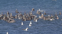 Brown pelicans (Pelecanus occidentalis) gathered with Western gulls (Larus occidentalis), Elegant terns (Thalasseus elegans) and Double-crested cormorants (Phalacrocorax auritus) during a feeding fren...