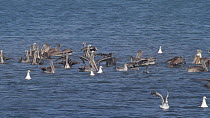 Brown pelicans (Pelecanus occidentalis) flock taking flight with Elegant terns (Thalasseus elegans) and Double-crested cormorants (Phalacrocorax auritus), during a feeding frenzy, Bolsa Chica Ecologic...