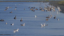 Brown pelicans (Pelecanus occidentalis) gathering with Western gull (Larus occidentalis), Elegant terns (Thalasseus elegans), Snowy egrets (Egretta thula) , Great egrets (Ardea alba) and Great blue he...