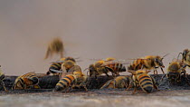 Honey bee (Apis mellifera) foragers returning to their hive, some with pollen baskets, while guard bees clean the hive entrance. Bolsa Chica Ecological Reserve, Southern California, USA, September.