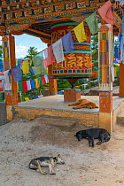 Sleeping dogs and prayer wheel, on the way up to Paro Taktsang / Tiger&#39;s Nest Monestary. Bhutan. September 2013.