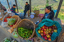 Thimphu Market with woman selling peppers and apples, Bhutan. September 2013.