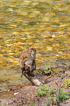 Assam macaque (Macaca assamensis) near Mangde Chhu / Tongsa river. Bhutan. September