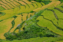 Terraced agricultural land. Bhutan. September 2013.